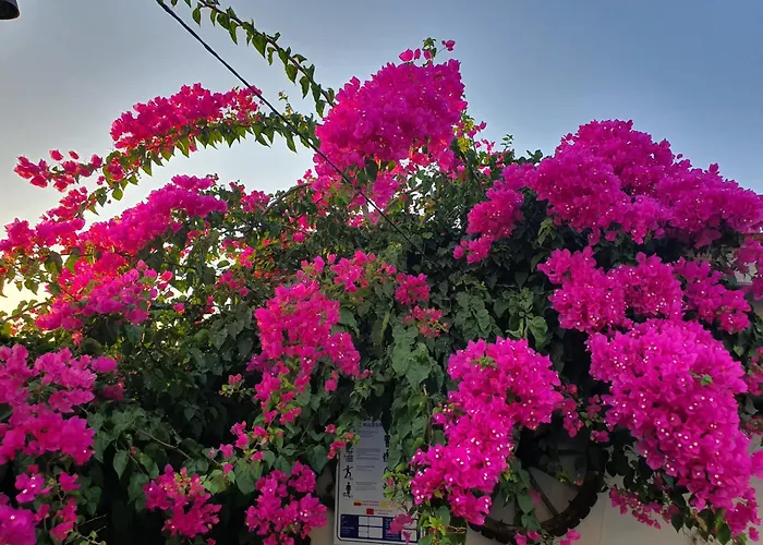 住宿加早餐酒店 Cassiopeia